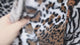 Leopard Print Faux Fur Fabric – Soft Short Pile (#FF10) By the Yard