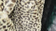 Leopard Print Velvet Knit Fabric – Beige & Dark Brown (#FF14) By the Yard