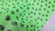 Fluorescent Green Skull Print Chiffon(#FC01) by Yard